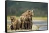 Brown Bear and Cubs, Katmai National Park, Alaska-Paul Souders-Framed Stretched Canvas