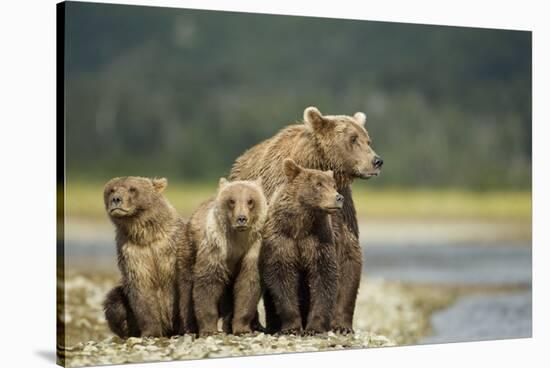 Brown Bear and Cubs, Katmai National Park, Alaska-Paul Souders-Stretched Canvas