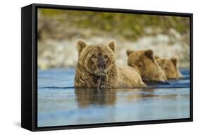 Brown Bear and Cubs, Katmai National Park, Alaska-Paul Souders-Framed Stretched Canvas