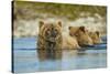 Brown Bear and Cubs, Katmai National Park, Alaska-Paul Souders-Stretched Canvas