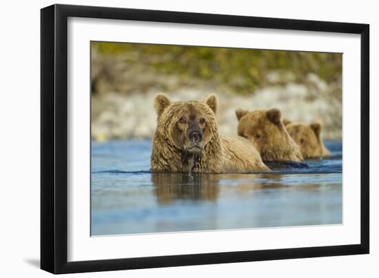Brown Bear and Cubs, Katmai National Park, Alaska-Paul Souders-Framed Premium Photographic Print