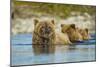 Brown Bear and Cubs, Katmai National Park, Alaska-Paul Souders-Mounted Premium Photographic Print