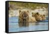 Brown Bear and Cubs, Katmai National Park, Alaska-Paul Souders-Framed Stretched Canvas