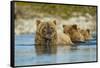 Brown Bear and Cubs, Katmai National Park, Alaska-Paul Souders-Framed Stretched Canvas