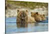 Brown Bear and Cubs, Katmai National Park, Alaska-Paul Souders-Stretched Canvas