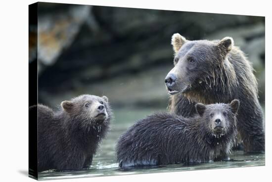 Brown Bear and Cubs, Katmai National Park, Alaska-Paul Souders-Stretched Canvas