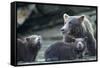 Brown Bear and Cubs, Katmai National Park, Alaska-Paul Souders-Framed Stretched Canvas