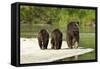 Brown Bear and Cubs, Katmai National Park, Alaska-null-Framed Stretched Canvas