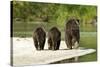 Brown Bear and Cubs, Katmai National Park, Alaska-null-Stretched Canvas