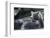 Brown Bear and Cubs, Katmai National Park, Alaska-Paul Souders-Framed Photographic Print