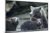 Brown Bear and Cubs, Katmai National Park, Alaska-Paul Souders-Mounted Photographic Print