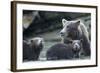 Brown Bear and Cubs, Katmai National Park, Alaska-Paul Souders-Framed Photographic Print