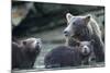 Brown Bear and Cubs, Katmai National Park, Alaska-Paul Souders-Mounted Photographic Print