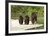 Brown Bear and Cubs, Katmai National Park, Alaska-null-Framed Photographic Print