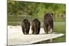 Brown Bear and Cubs, Katmai National Park, Alaska-null-Mounted Photographic Print