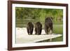 Brown Bear and Cubs, Katmai National Park, Alaska-null-Framed Photographic Print