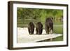 Brown Bear and Cubs, Katmai National Park, Alaska-null-Framed Photographic Print