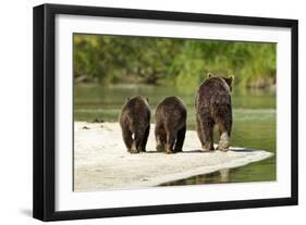 Brown Bear and Cubs, Katmai National Park, Alaska-null-Framed Photographic Print