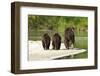 Brown Bear and Cubs, Katmai National Park, Alaska-null-Framed Photographic Print