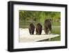 Brown Bear and Cubs, Katmai National Park, Alaska-null-Framed Photographic Print