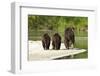 Brown Bear and Cubs, Katmai National Park, Alaska-null-Framed Photographic Print