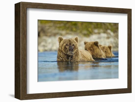 Brown Bear and Cubs, Katmai National Park, Alaska-Paul Souders-Framed Photographic Print