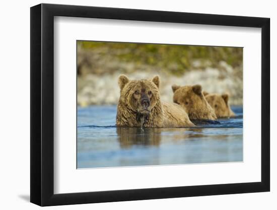 Brown Bear and Cubs, Katmai National Park, Alaska-Paul Souders-Framed Photographic Print