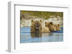 Brown Bear and Cubs, Katmai National Park, Alaska-Paul Souders-Framed Photographic Print