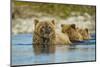 Brown Bear and Cubs, Katmai National Park, Alaska-Paul Souders-Mounted Photographic Print