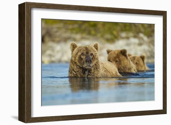 Brown Bear and Cubs, Katmai National Park, Alaska-Paul Souders-Framed Photographic Print