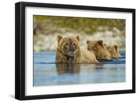 Brown Bear and Cubs, Katmai National Park, Alaska-Paul Souders-Framed Photographic Print