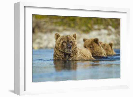 Brown Bear and Cubs, Katmai National Park, Alaska-Paul Souders-Framed Photographic Print