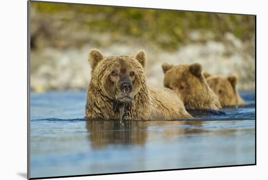 Brown Bear and Cubs, Katmai National Park, Alaska-Paul Souders-Mounted Photographic Print