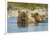 Brown Bear and Cubs, Katmai National Park, Alaska-Paul Souders-Framed Photographic Print