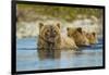 Brown Bear and Cubs, Katmai National Park, Alaska-Paul Souders-Framed Photographic Print