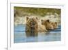 Brown Bear and Cubs, Katmai National Park, Alaska-Paul Souders-Framed Photographic Print