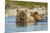 Brown Bear and Cubs, Katmai National Park, Alaska-Paul Souders-Mounted Photographic Print