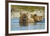 Brown Bear and Cubs, Katmai National Park, Alaska-Paul Souders-Framed Photographic Print