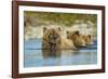 Brown Bear and Cubs, Katmai National Park, Alaska-Paul Souders-Framed Photographic Print