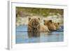 Brown Bear and Cubs, Katmai National Park, Alaska-Paul Souders-Framed Photographic Print