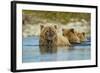 Brown Bear and Cubs, Katmai National Park, Alaska-Paul Souders-Framed Photographic Print