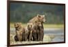Brown Bear and Cubs, Katmai National Park, Alaska-Paul Souders-Framed Photographic Print