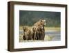 Brown Bear and Cubs, Katmai National Park, Alaska-Paul Souders-Framed Photographic Print