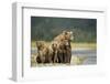 Brown Bear and Cubs, Katmai National Park, Alaska-Paul Souders-Framed Photographic Print