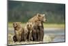 Brown Bear and Cubs, Katmai National Park, Alaska-Paul Souders-Mounted Photographic Print