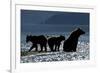 Brown Bear and Cubs, Katmai National Park, Alaska-Paul Souders-Framed Photographic Print