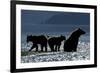 Brown Bear and Cubs, Katmai National Park, Alaska-Paul Souders-Framed Photographic Print