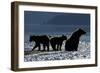 Brown Bear and Cubs, Katmai National Park, Alaska-Paul Souders-Framed Photographic Print