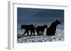 Brown Bear and Cubs, Katmai National Park, Alaska-Paul Souders-Framed Photographic Print