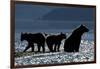 Brown Bear and Cubs, Katmai National Park, Alaska-Paul Souders-Framed Photographic Print